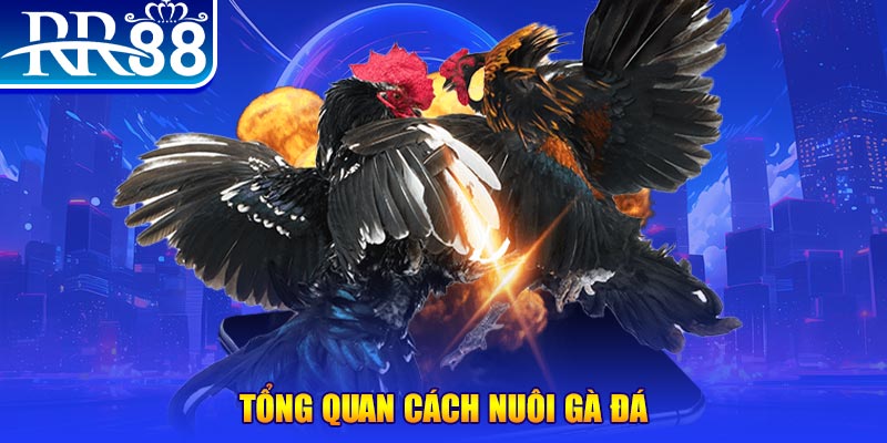 567tv VA Điện Tử