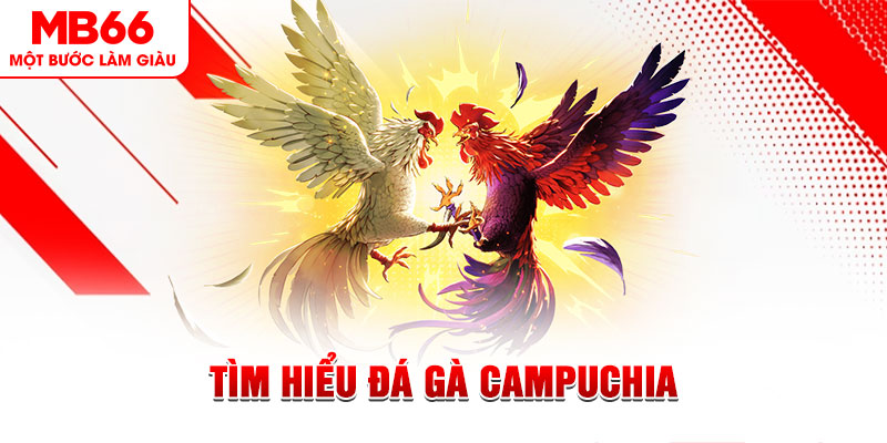 567tv đá gà trực tiếp