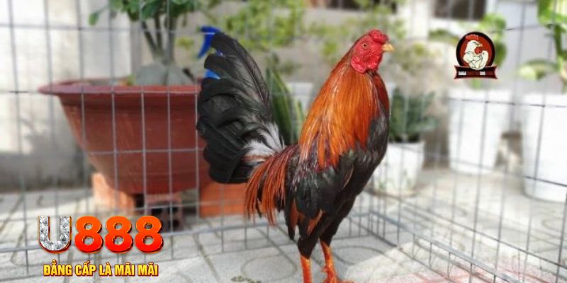 567tv casino máy tính